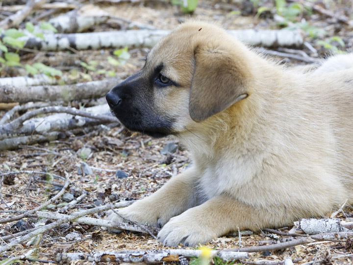 chinook dog
